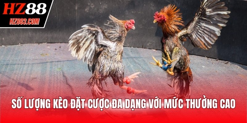 Số lượng kèo đặt cược đa dạng với mức thưởng cao